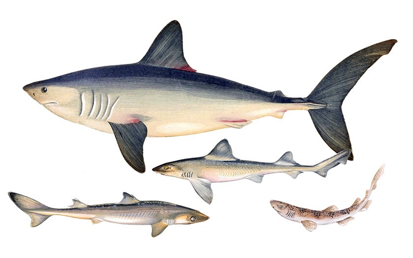 Collage van Noordzee haaiensoorten (© Ecomare)