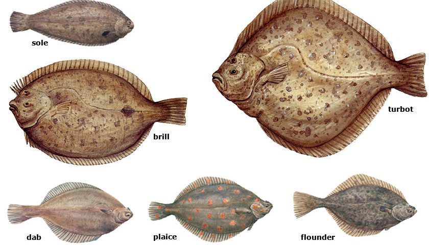 Collage flatfish