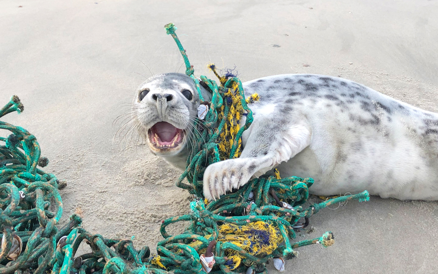 Seal Response Team - help verstrikte zeehonden