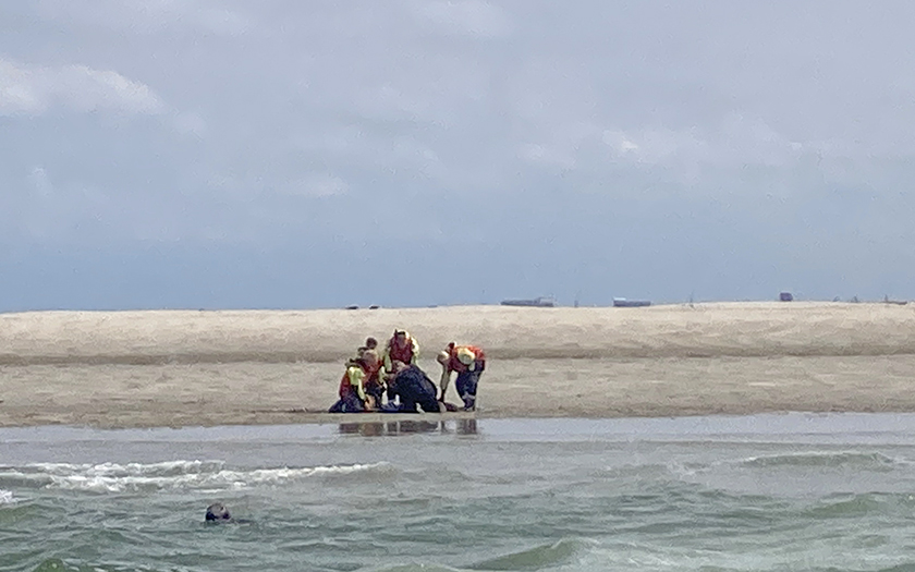 In de verte zijn mensen bezig de verstrikte zeehond te helpen. Tussen degene die de foto maakt en de zandplaat is nog een zwemmende zeehond te zien.