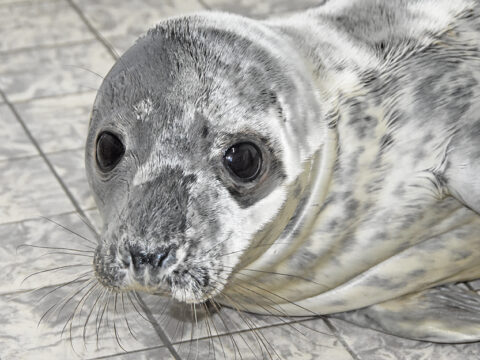 Adoptie zeehondenpup Ecomare - Bobby